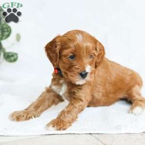 Milo F1b, Cavapoo Puppy